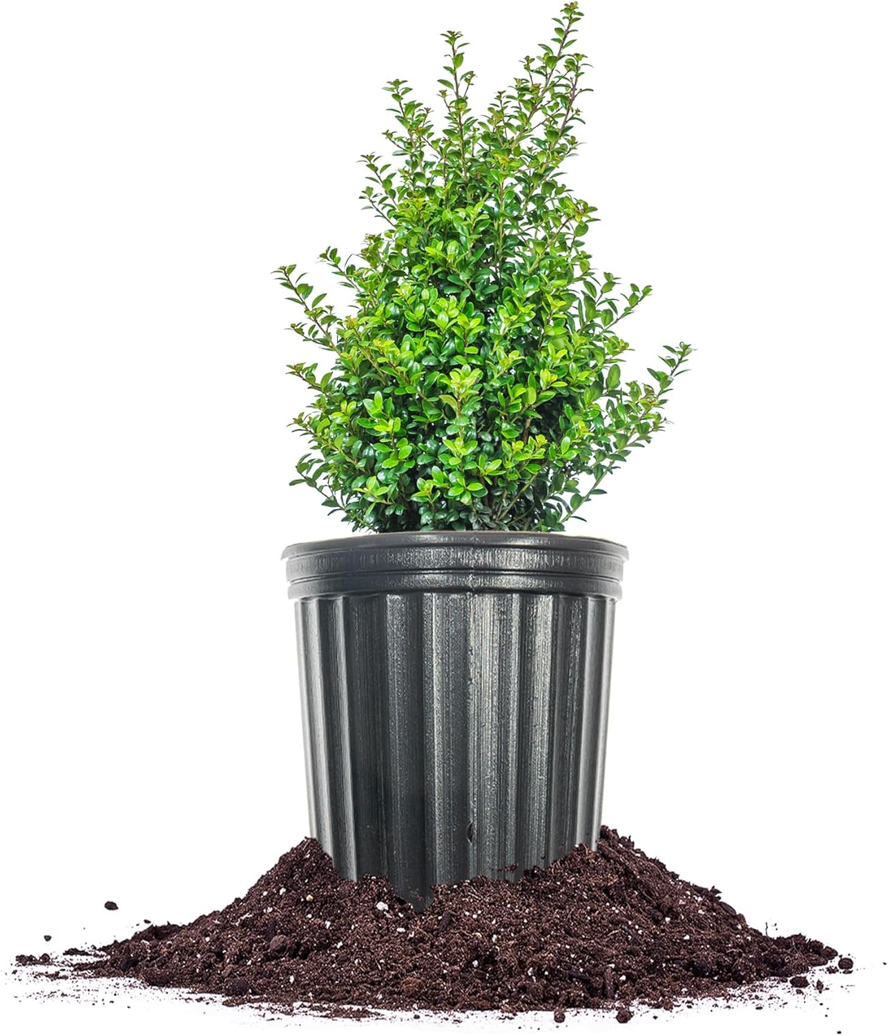 Perfect Plants Steeds Holly Bush 1 Gallon | Tall Evergreen Shrub in Growers Pot for Privacy Shield or Landscape Interest.