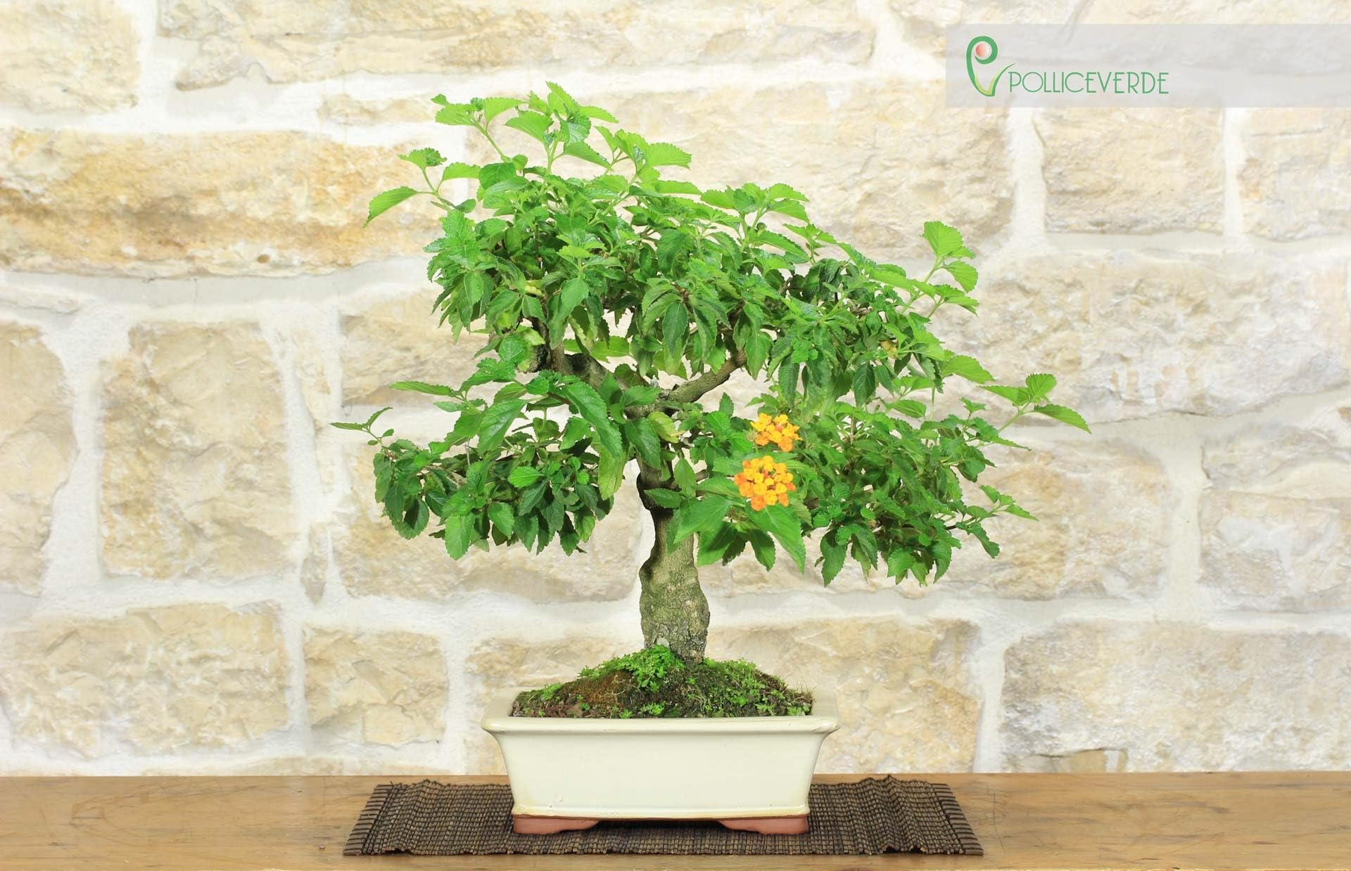 Bonsai di Lantana Camara (38)