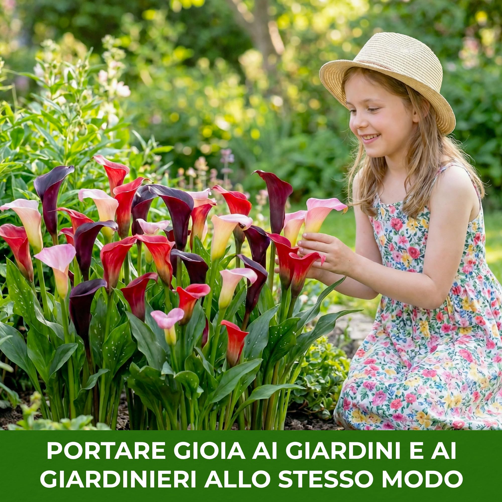 Bulbi Calle Zantedeschia - 10 Bulbi Fiori - 5 Varietà - Piante e Fiori Esclusivi dall'Olanda - per giardino, vasi e balcone (non semi, non artificiali)