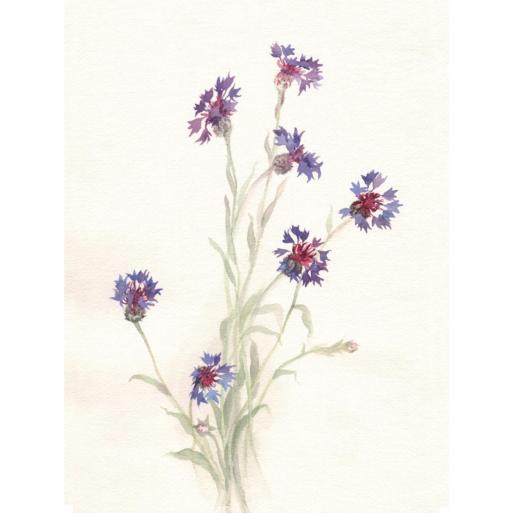 Wee Blue Coo Flower Cornflowers Watercolour Art Print Poster Wall Decor