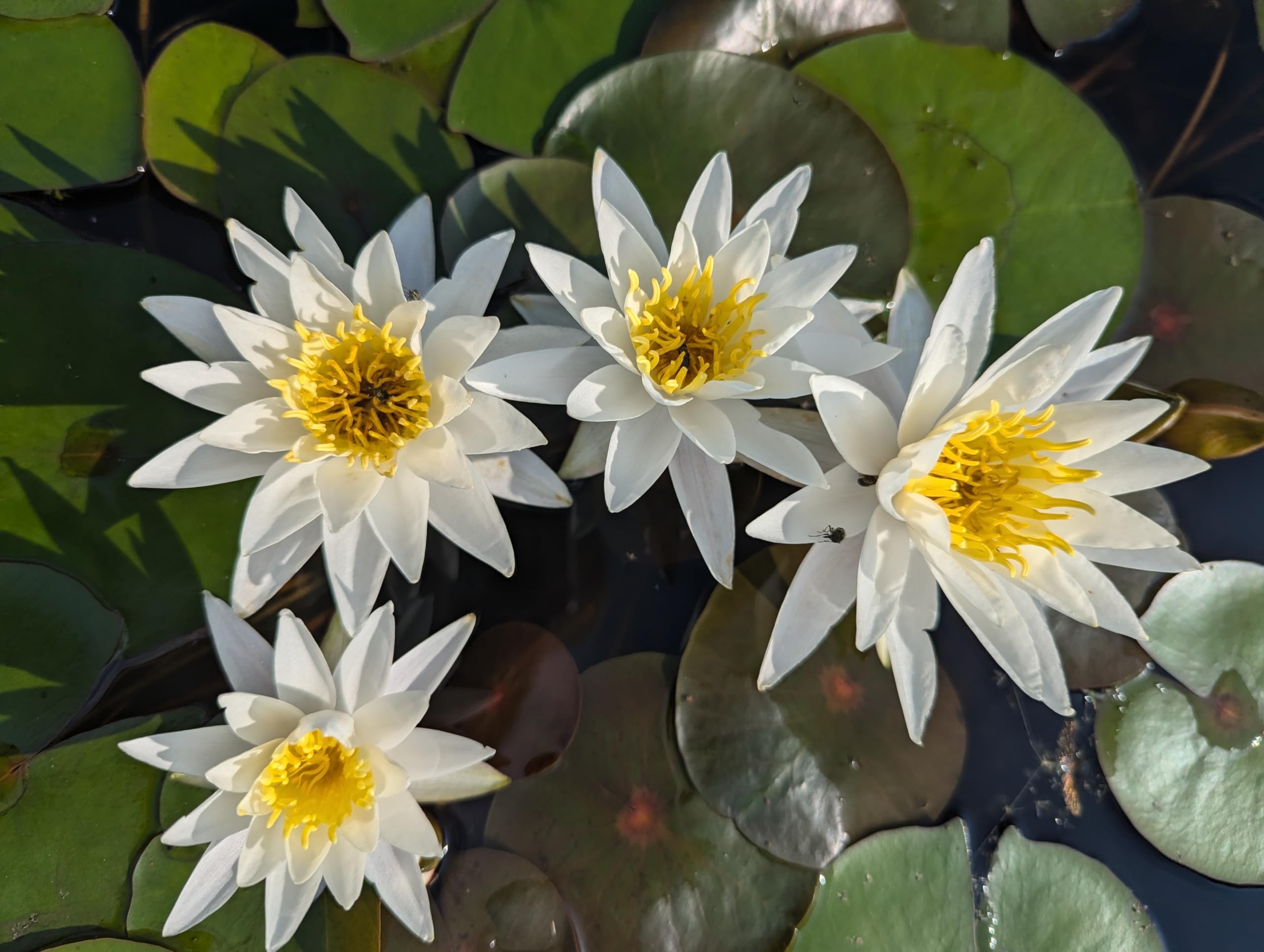 Amazon.co.jp: 【姫睡蓮】小東京 抜き苗【SA:Water Garden】 : DIY