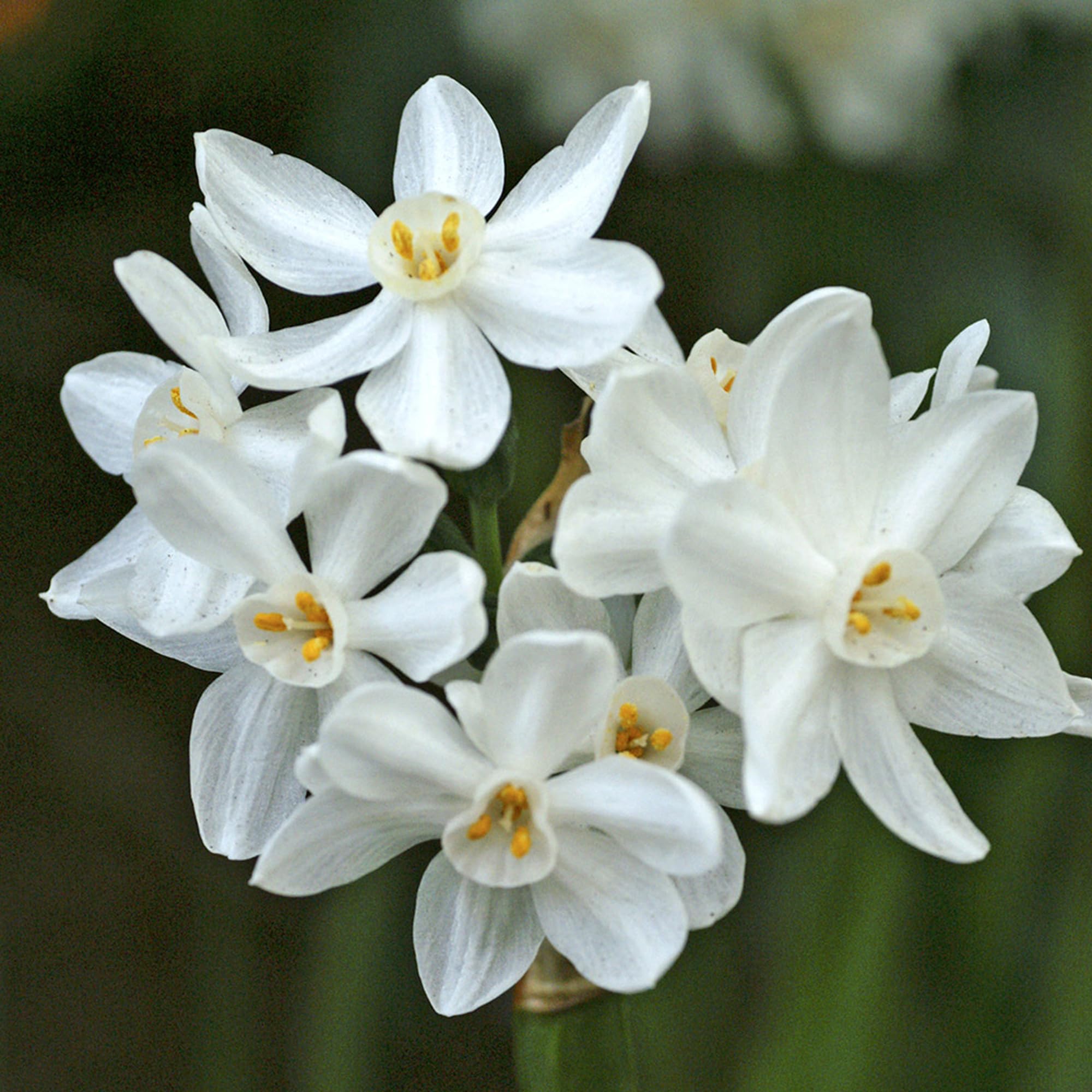 Daffodil Paperwhite Prepared for Indoors 5 Bulbs Ready for Planting Now in UK Autumn Indoor Gardens by Jamieson Brothers