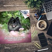 Vista 622 de Razas de Perros 2017