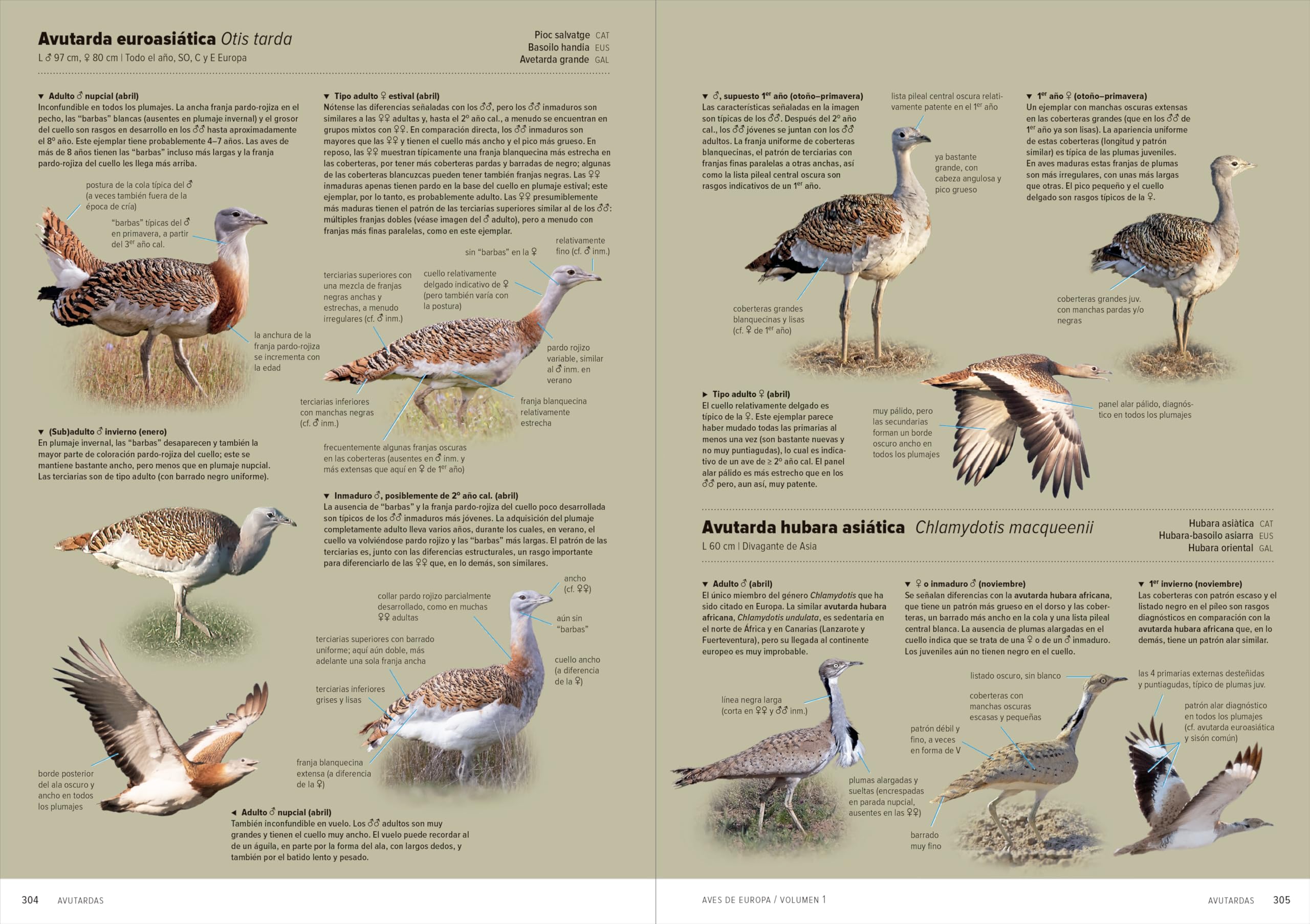 Aves de Europa: Identificación de todas las especies y plumajes