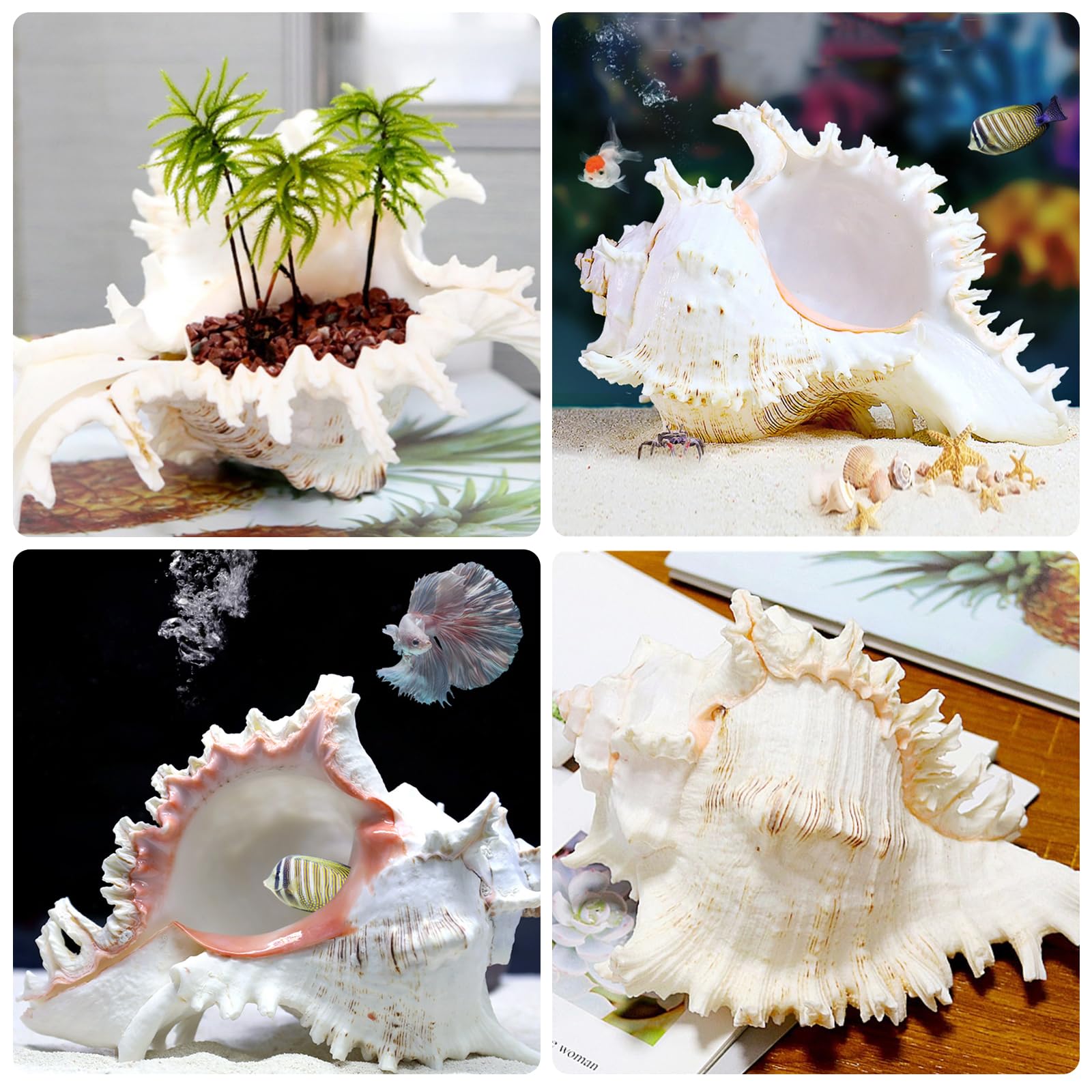Conchiglie Naturali Grandi, Decorative per Oceano, Acquario, Matrimonio, Casa e Festa a Tema Spiaggia