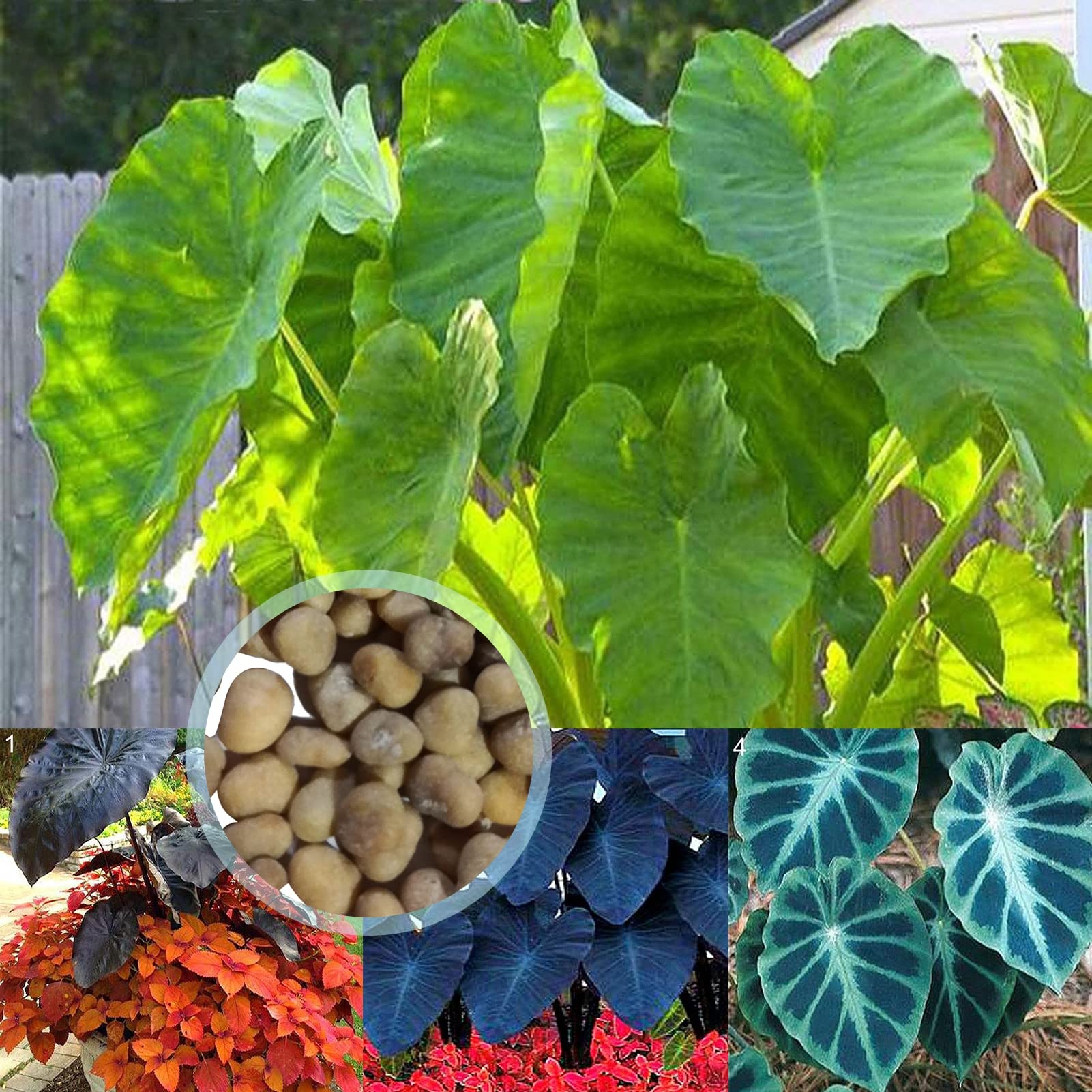 Alocasia Orecchio Di Elefante – 4 Rizomi Resistenti, Pianta Tropicale Per Giardino E Balcone, Foglie Fino A 1,5m