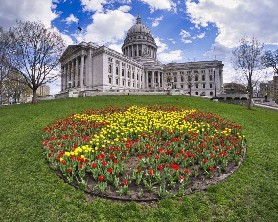 Tulips and Capitol, Madison Wisconsin 11x14 Matted Photograph