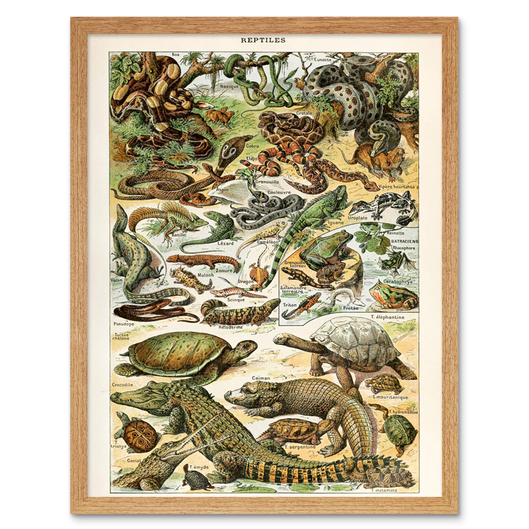 Artery8 Millot Encyclopedia Page Molluscs Shells Art Print Framed Poster Wall Decor 12x16 inch — view 53
