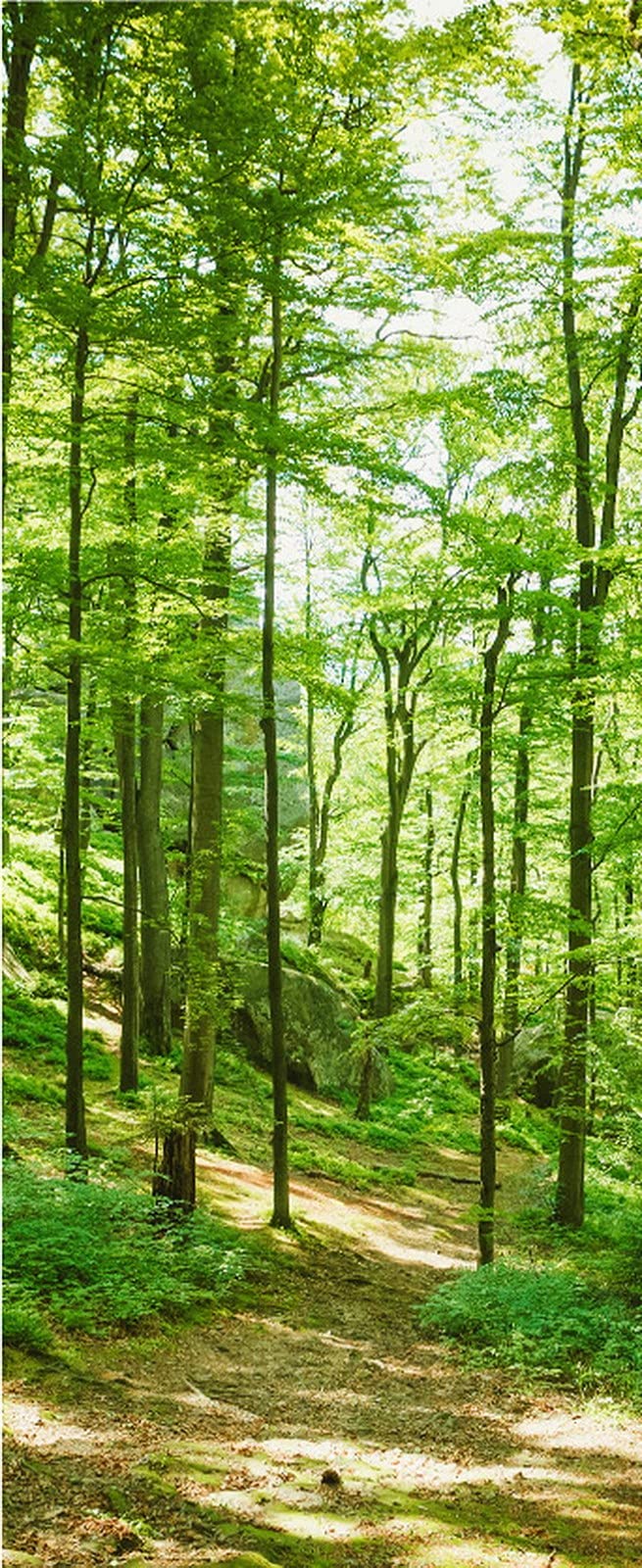 A.Monamour Adesivo Porta Autoadesiva Alberi Verdi Natura Foresta Paesaggio Vinile PVC Adesivi per Porte Interne 3D Pellicola Adesiva Poster Sticker Murale Decorazione da Parete Carta da Parati