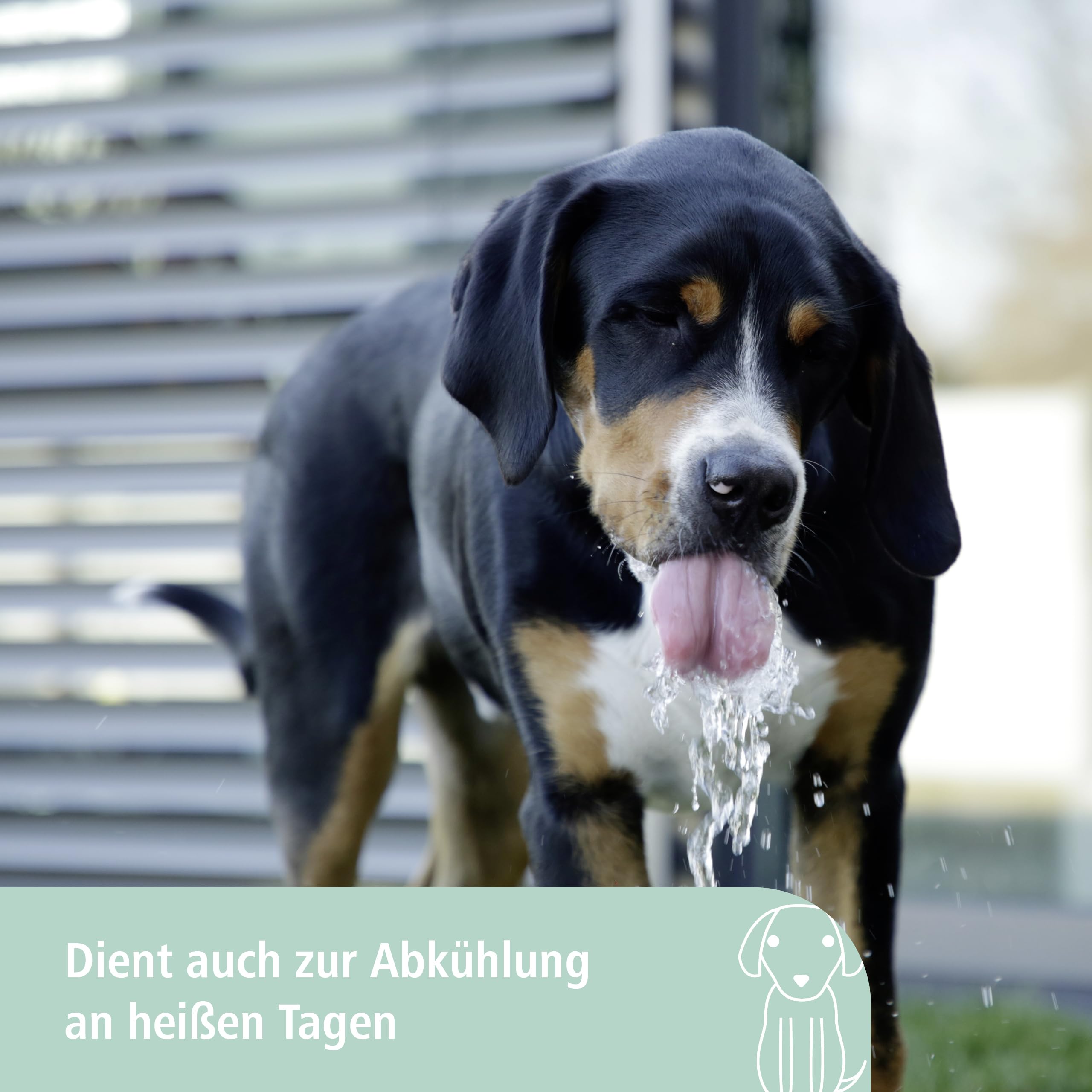 Kerbl Pet Wasserspringbrunnen Bubble, Trinkbrunnen, 25,5x18x8cm, weiß, blau, Kunststoff, Tierfütterung, Hunde, integrierter Wasserdruckregler