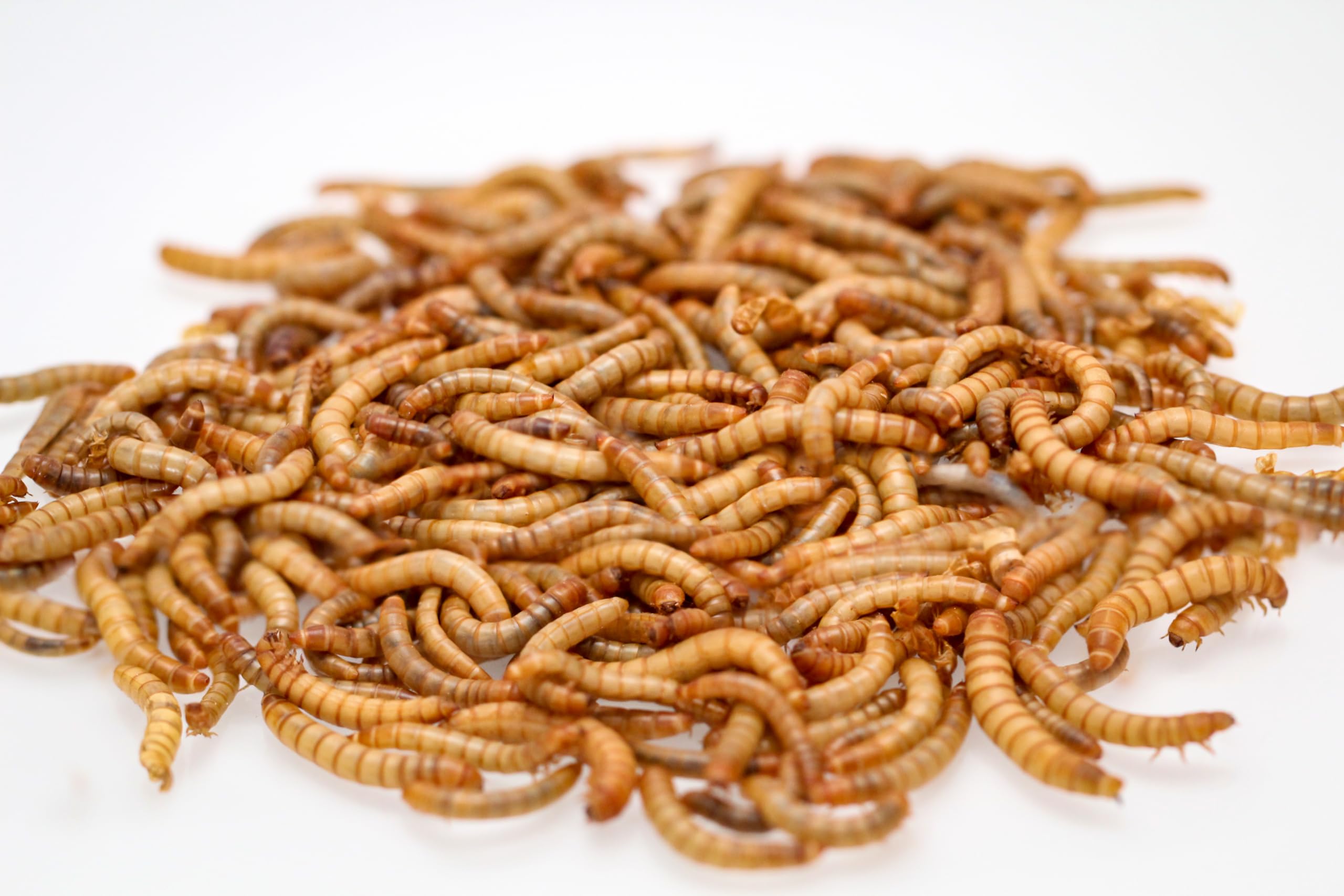 Lebende Mehlwürmer Standardgröße | Mega Pack – 1 KG | Futterinsekten für Reptilien und Vögel