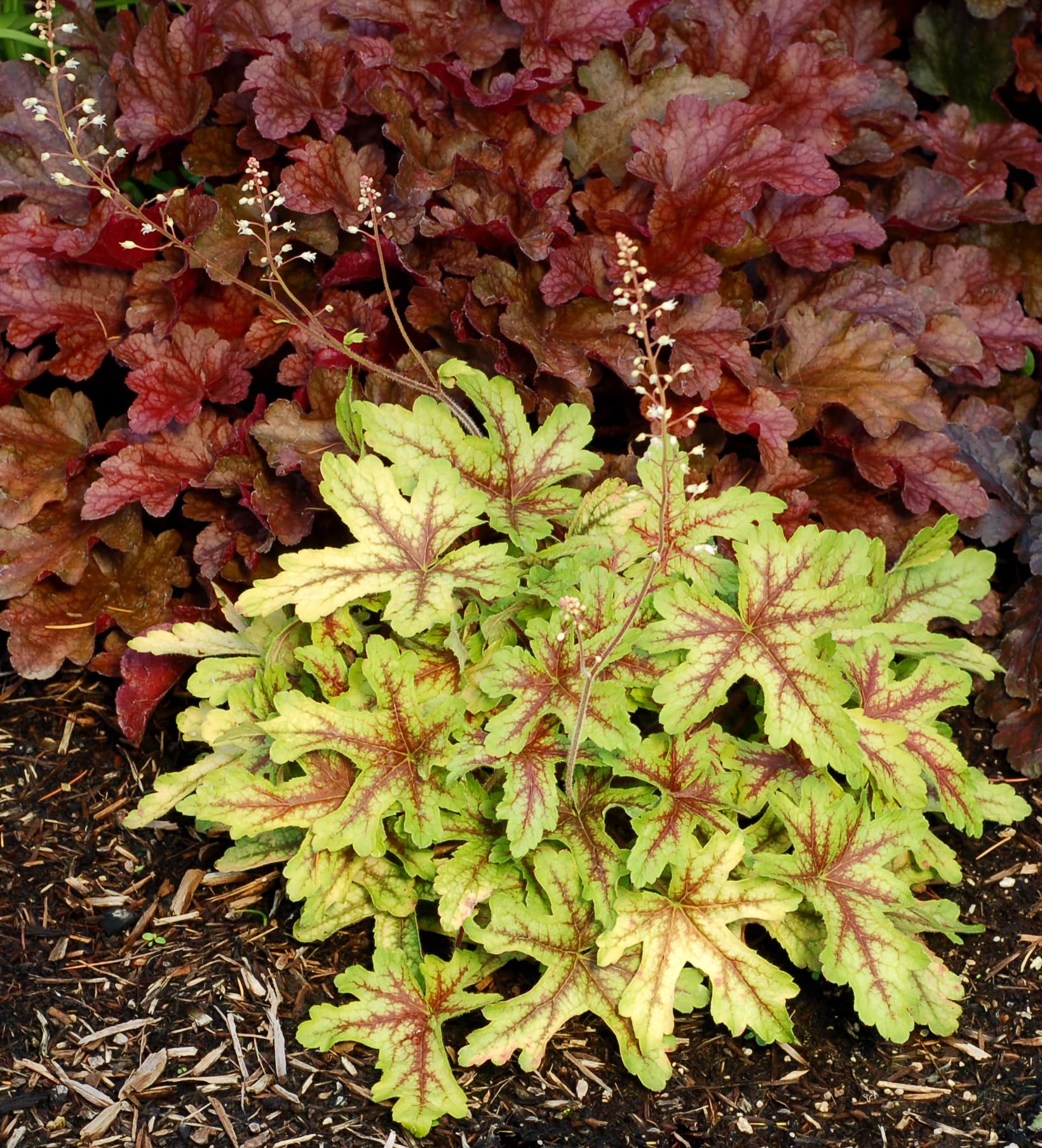 Stauden Gänge 10 x Heucherella Hybride 'Alabama Sunrise' winterhart