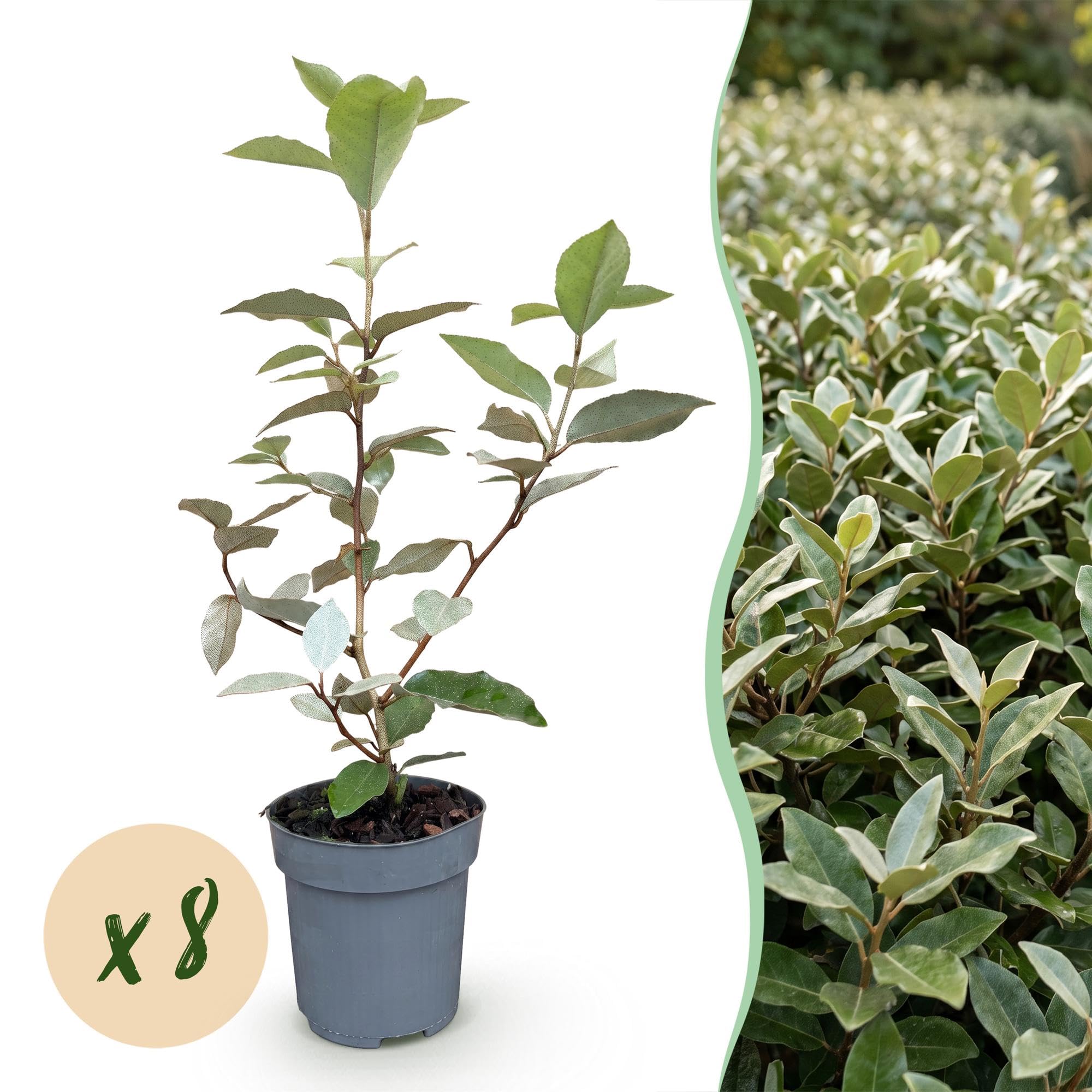Arbusto Elaeagnus Ebbingei Compacta para Seto, Verde y Gris, Pack de 8