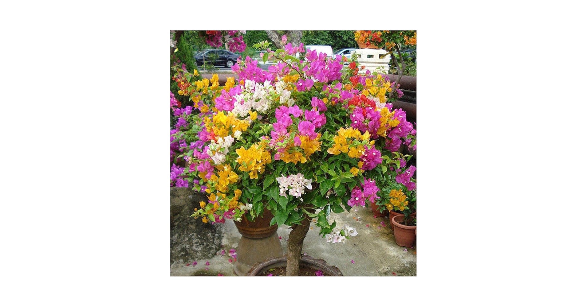 ブーゲンビリア① 植物データベース 花みどりライブラリ宮崎