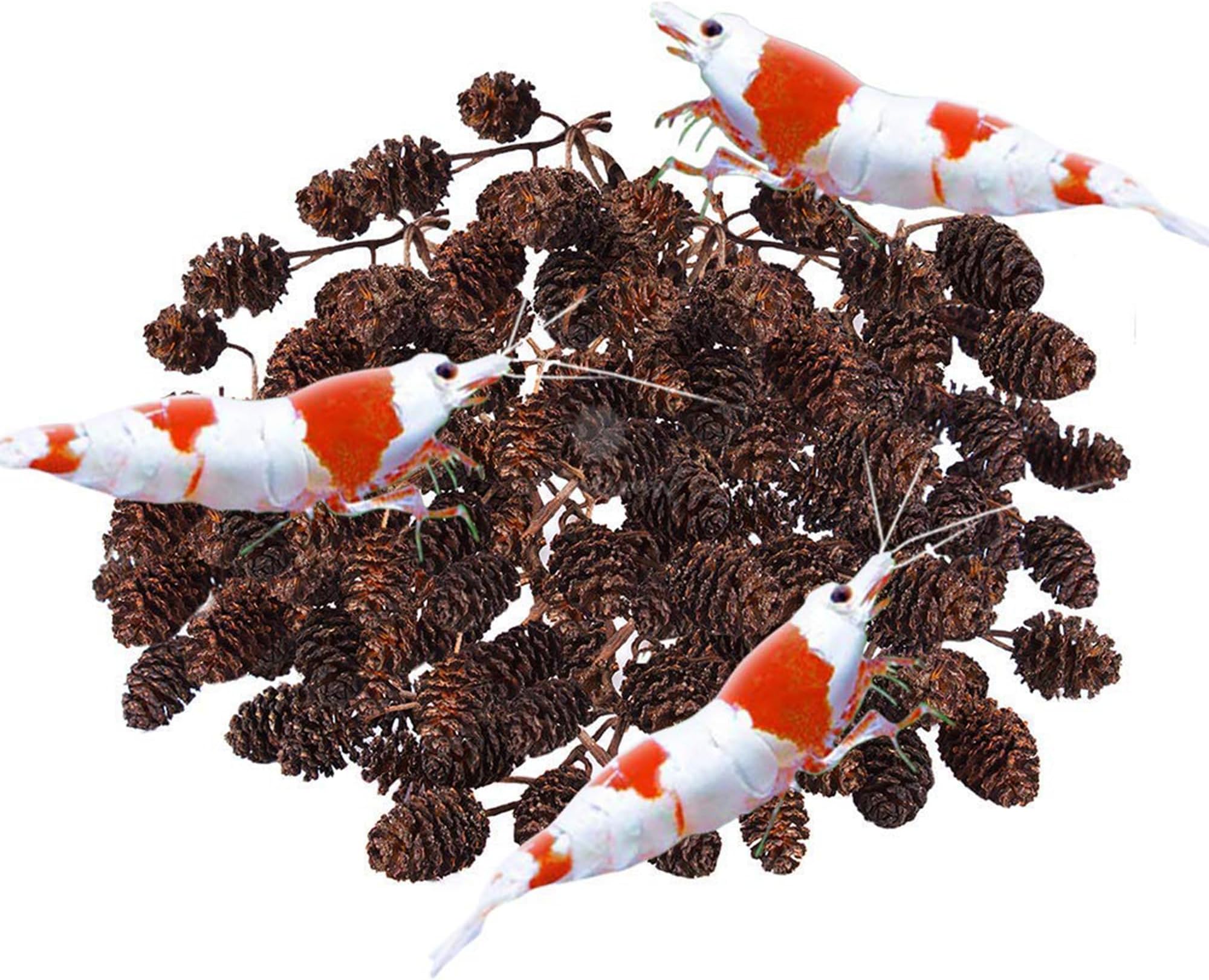 SunGrow Alder Cones for Shrimps, Water Conditioner for Freshwater Shrimp Tanks, Aquarium Decorations & Accessories (50 Pcs)
