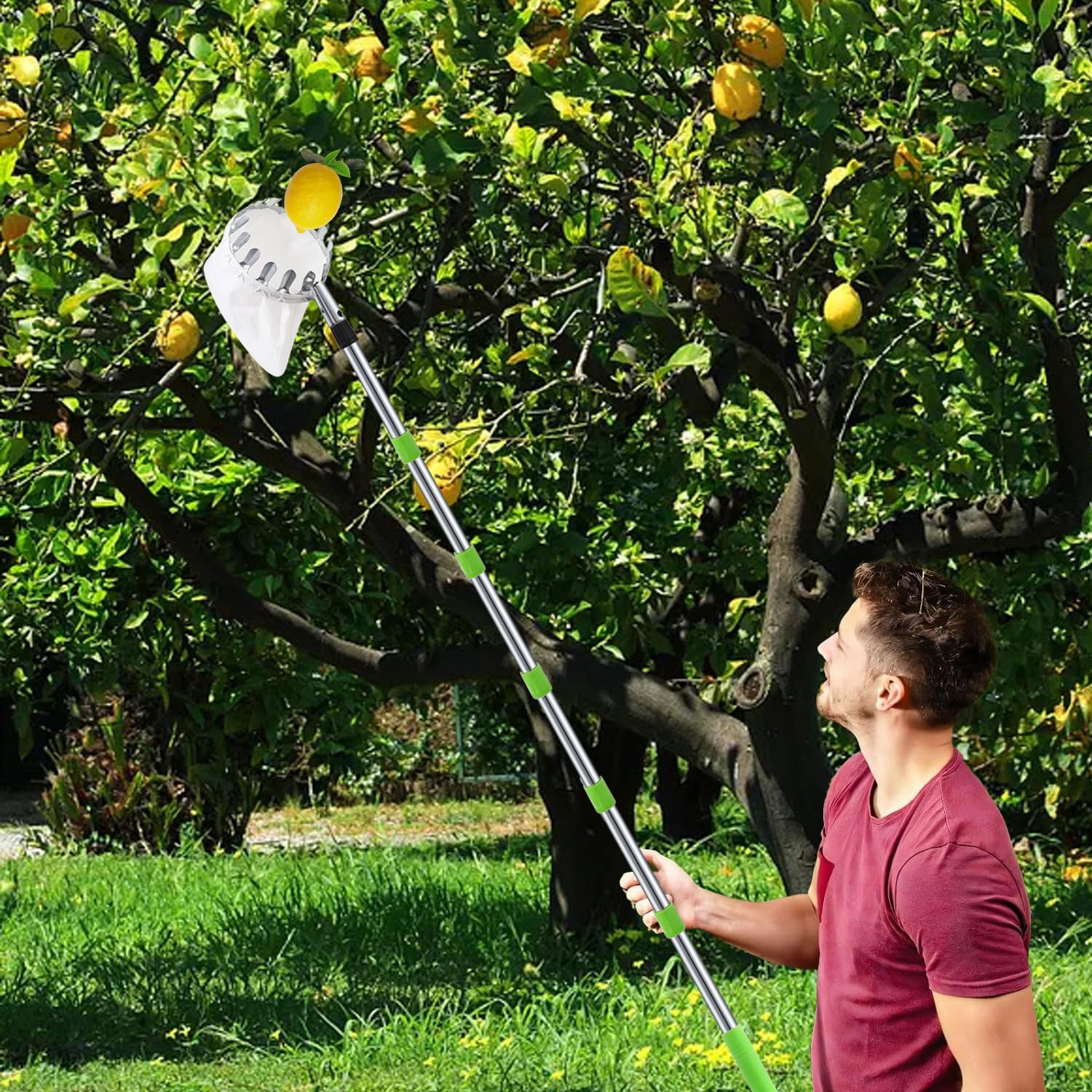 2M Recolector de Frutas, Recoge Frutas Telescopico, Recogedor de Frutas con Varillas de Extensión y con Bolsa de Algodón, para Manzanas, Cerezas, Peras y Melocotones