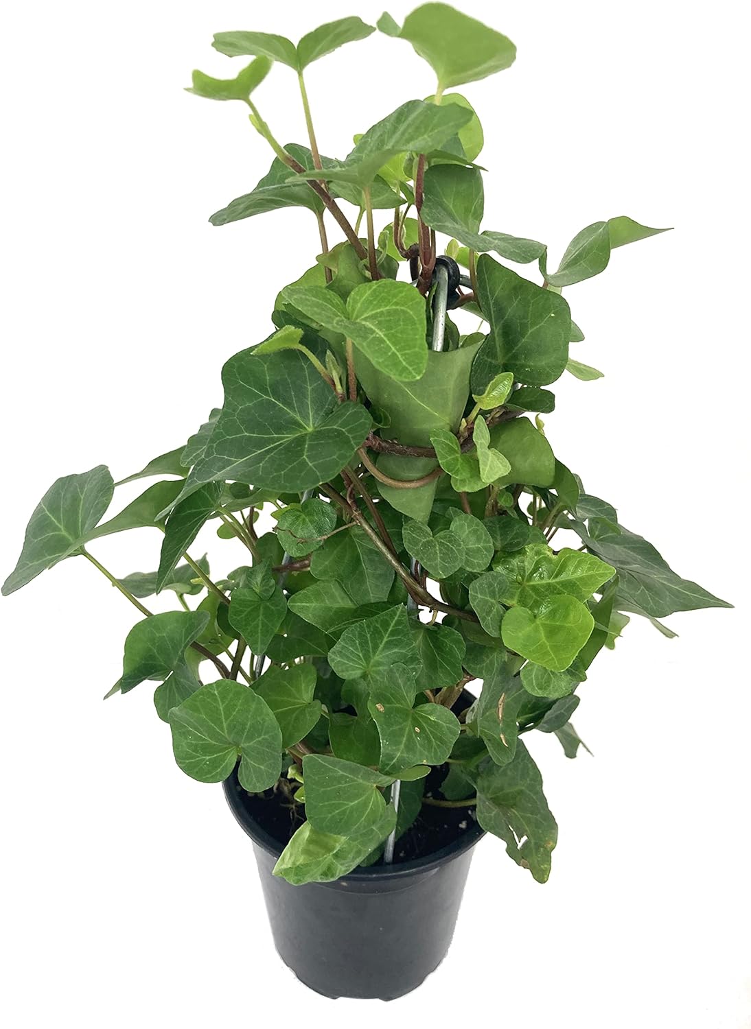 English Ivy Tree - Live Plant in a 4 Inch Pot - Hedera Helix - Florist Quality - Stylish Air Purifying Topiary Houseplant Vine