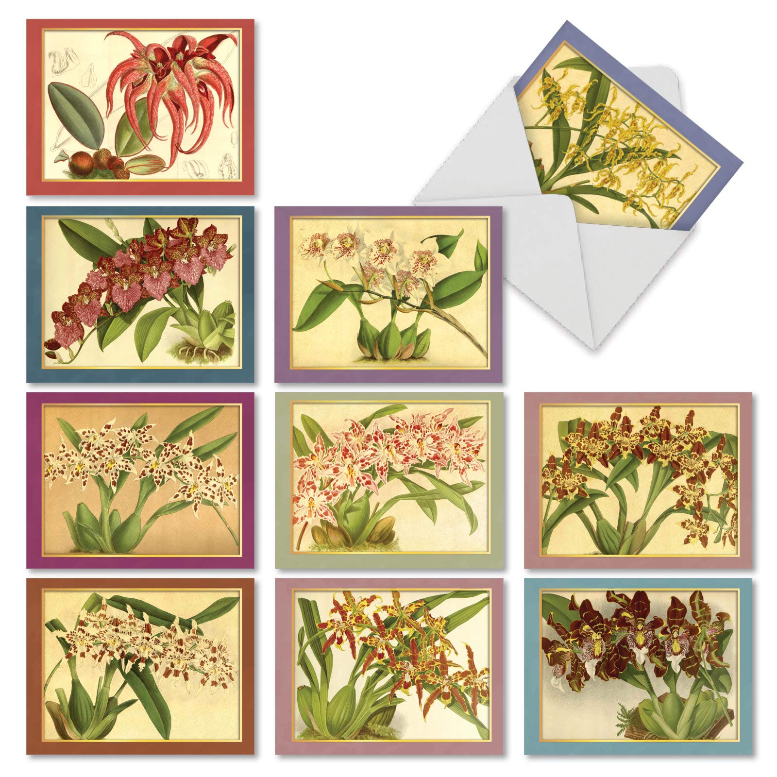The Best Card Company10 Boxed Note Cards with Flowers - Blank Assorted Floral Notecards Bulk (4 x 5.12 Inch) - Tiger Orchids M10037BK