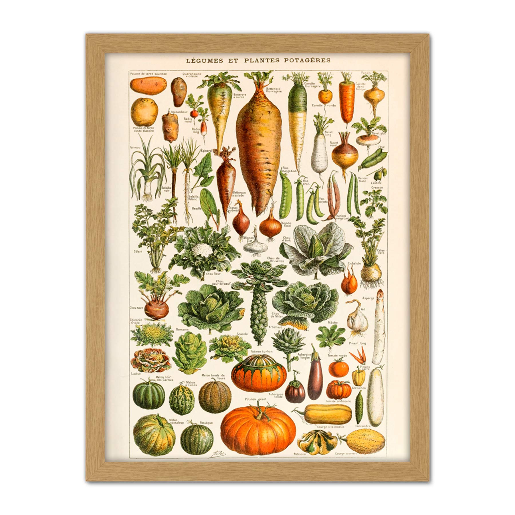 Artery8 Millot Encyclopedia Page Vegetables Legumes Artwork Framed Wall Art Print 18X24 Inch