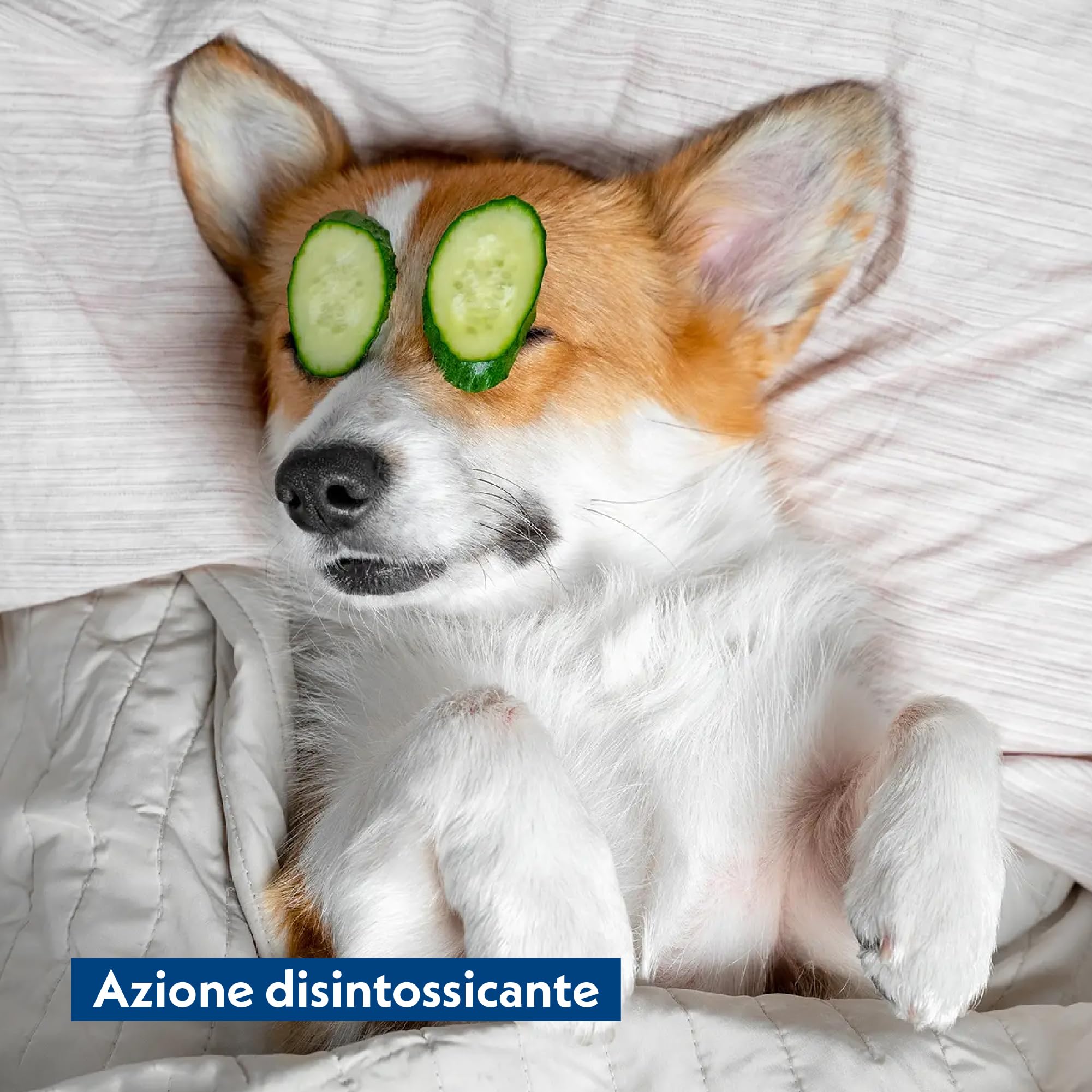Amore Mio | 175 Salviette Detox ai Carboni Attivi Extra Large per Il Manto di Cani, Gatti, Disinfettanti e Igienizzanti, Salviette Biodegradabili 30x20 cm - 5 Confezioni da 35 Salviettine