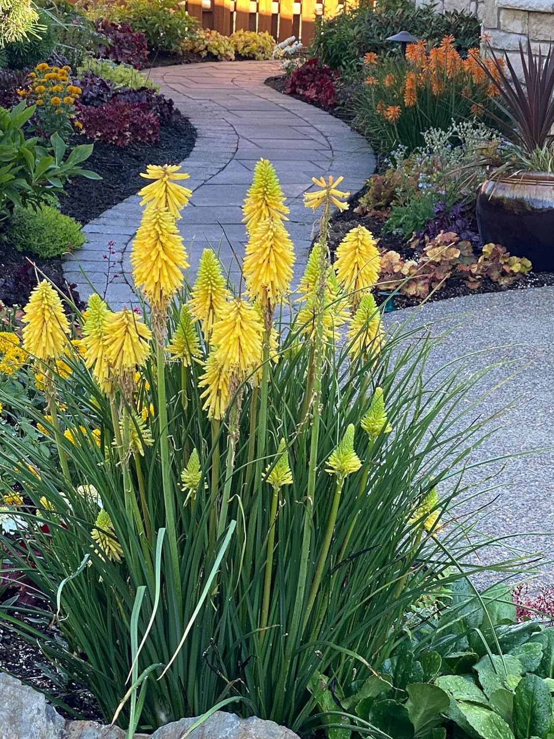 Stauden Gänge 5 x Kniphofia 'Lemon Popsicle' Fackellilie Gelb winterhart | Fackellilie – winterharte Staude & Dauerblüher für sonnige Beete, mehrjährig, bienenfreundlich, 1 L Topf (11x11 cm)