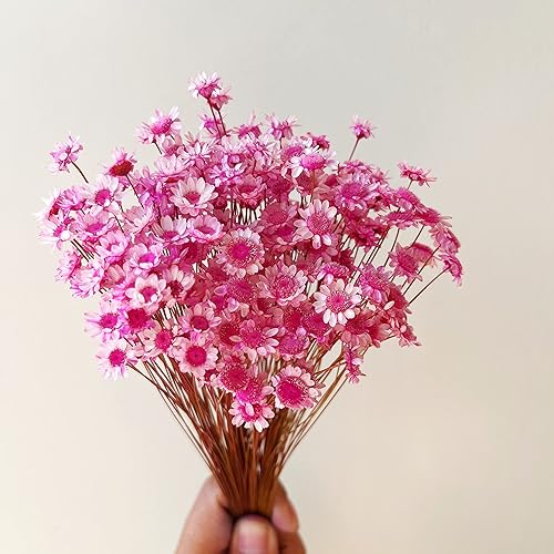 Natural - Secas - Flores brasileñas pequeñas estrellas secas margaritas decorativas mini ramo de manzanilla para bodas, arreglos florales,
