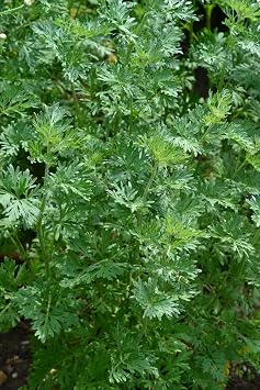 HERB Wormwood Artemisia Absinthium 3000 Seeds Easy to Grow