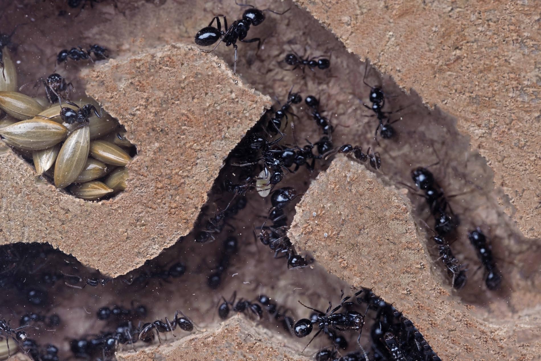 Kit Hormiguero Acrílico de Espuma en Forma de T Mini - Sándwich 14x5x14cm cm y Caja de Forrajeo - Hormiguero con Hormigas Vivas Incluidas (Reina, Obreras, Huevos y Larvas) - Transparente - 5