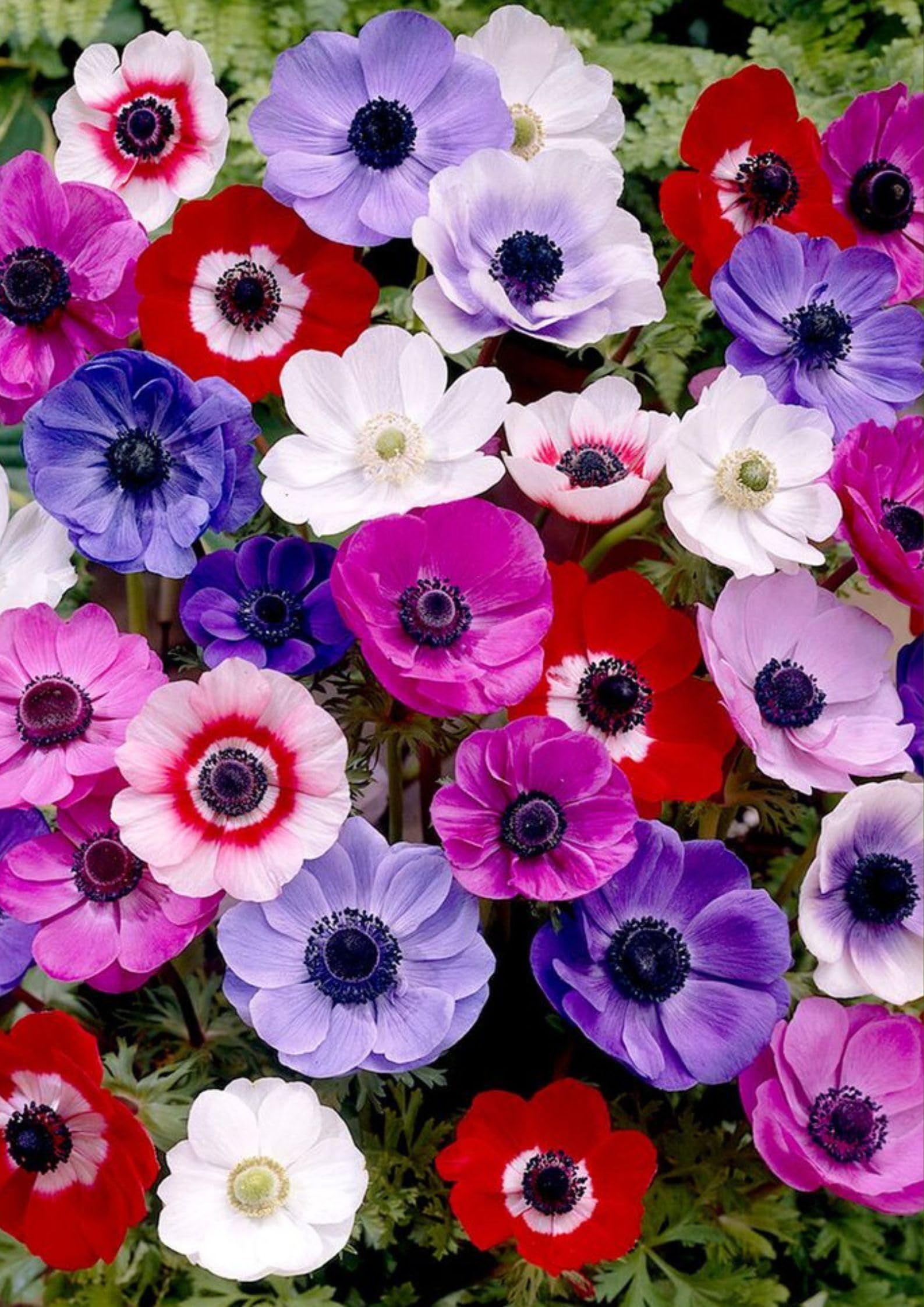 Garden® Imported Anemone Flower Plants Bulbs For Outdoor Gardening (Pack Of 10 Bulbs)