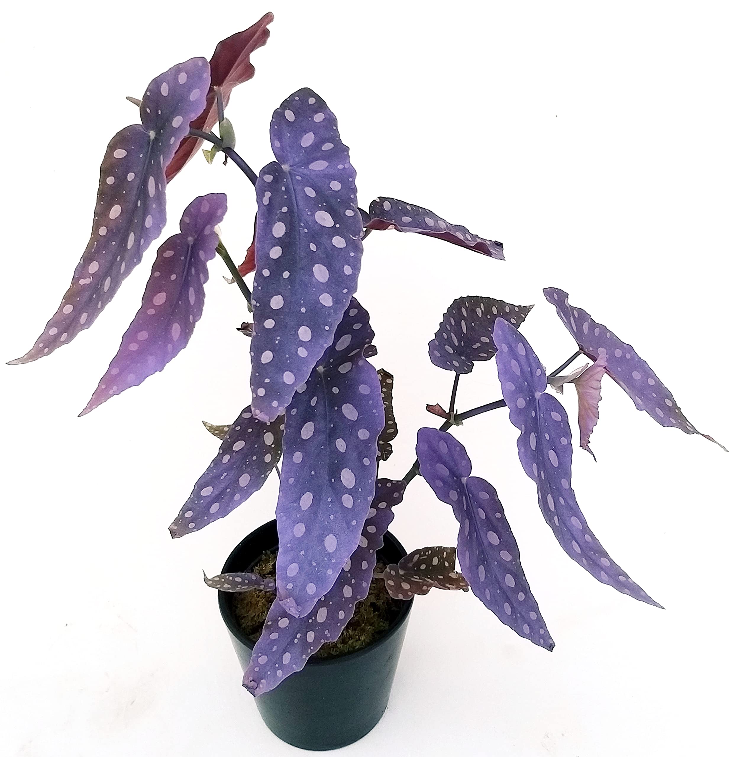 POWERS TO FLOWERS - BEGONIA MACULATA COLOR LIFE VIOLA, pianta vera