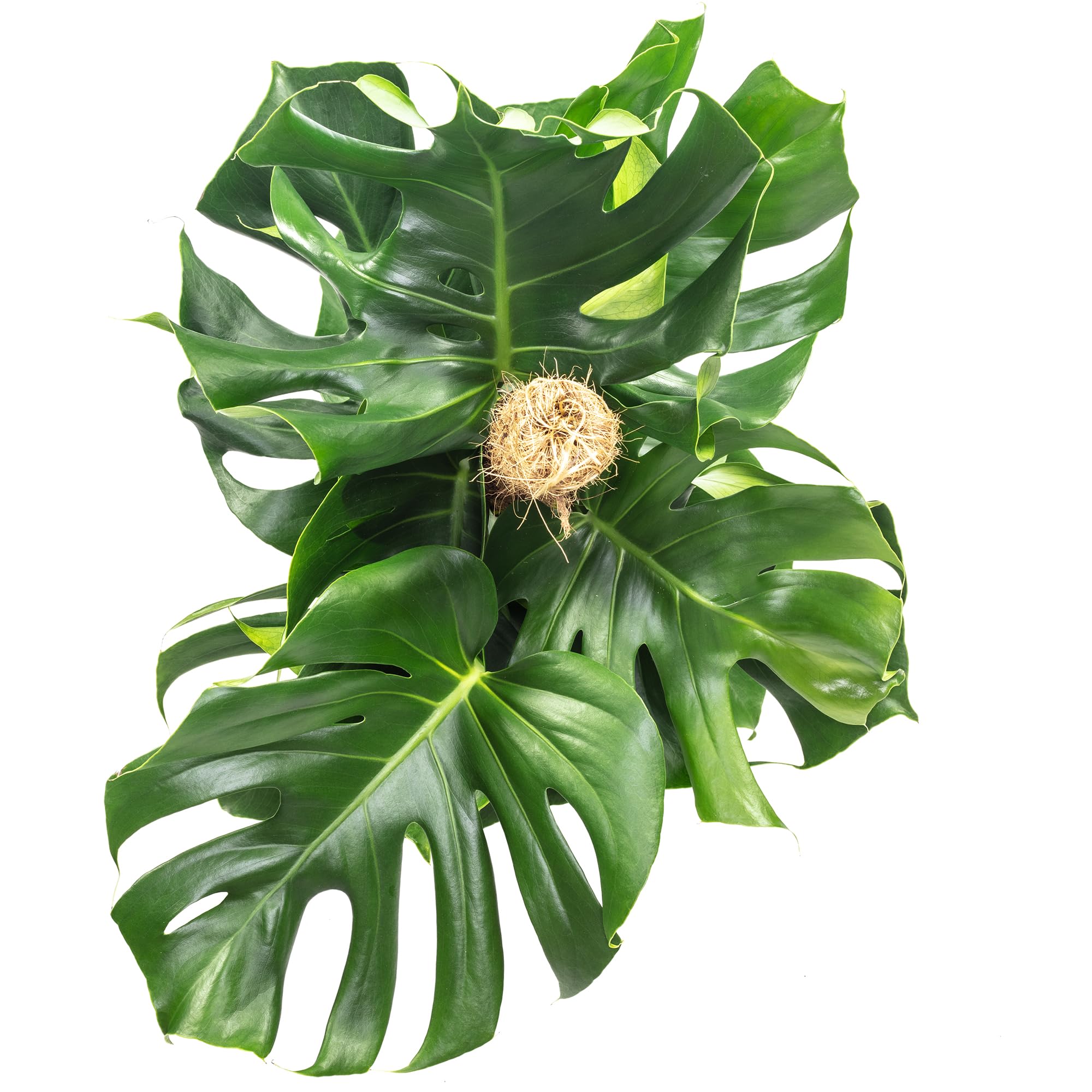 Fensterblatt am Moosstab - pflegeleichte Zimmerpflanze, Monstera deliciosa - Höhe ca. 80 cm, Topf-Ø 19 cm
