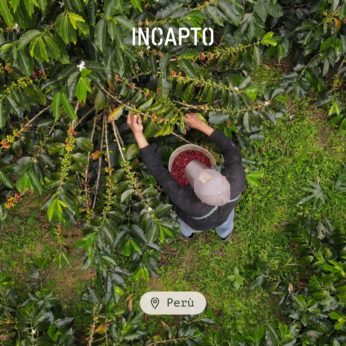 Incapto Caffè in Grani Strong Blend 1kg | Miscela 80% Arabica e 20% Robusta | Forte e Amaro | Orígines Uganda, Brasile e Perù | Tostatura Naturale