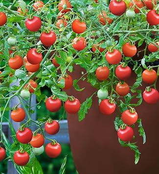 Viridis Hortus - 7 x Tomato Tumbling Tom Red Vegetable Seeds Cherry