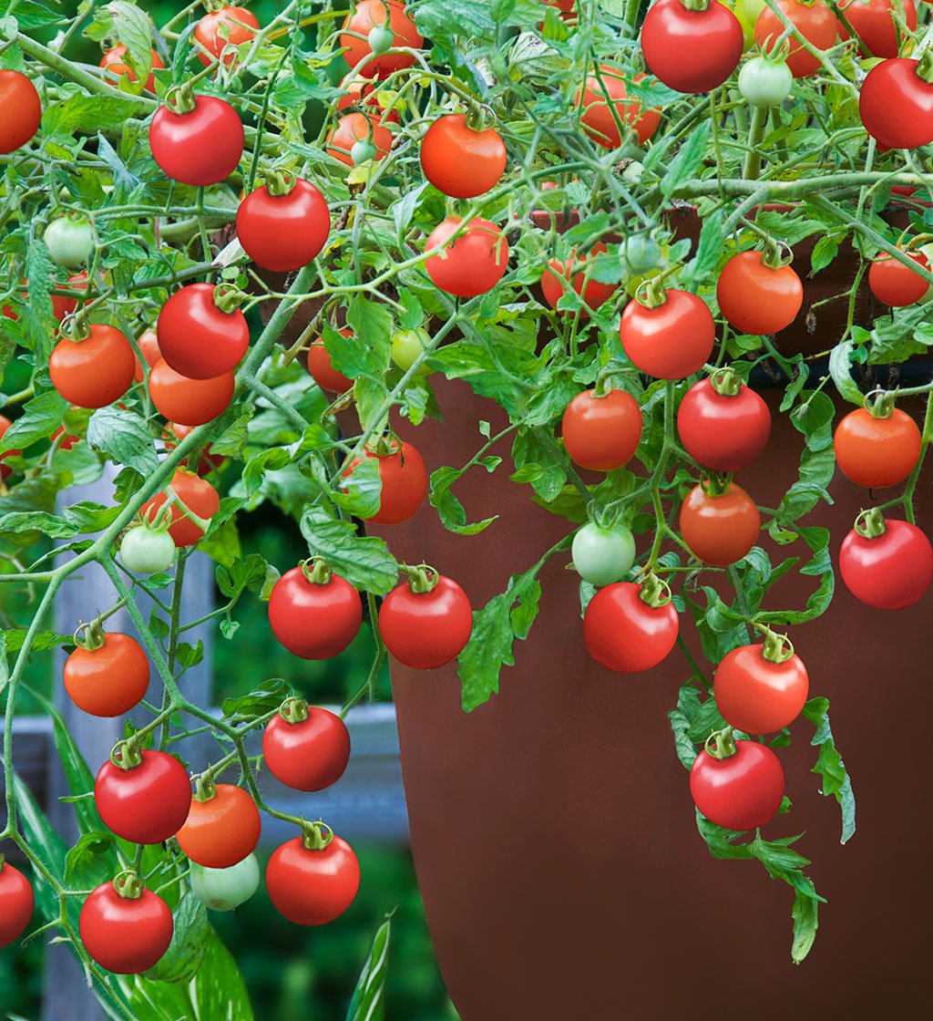 Viridis Hortus - 25 x Tomato Tumbling Tom Red Vegetable Seeds (Cherry)