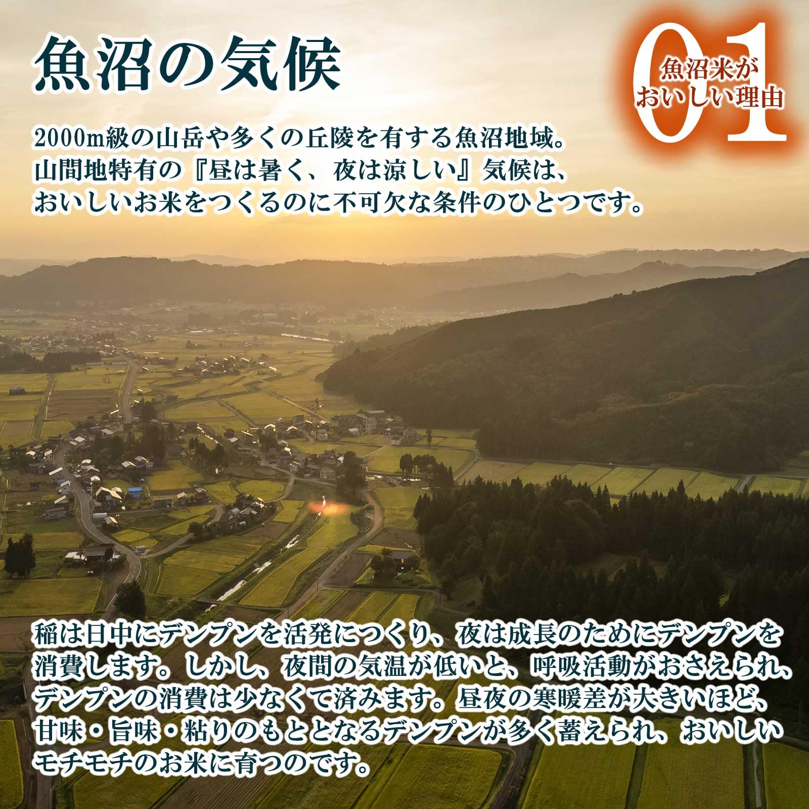 Amazon.co.jp: 魚沼産コシヒカリ 令和8年産 新米 玄米 農薬5割減・化学