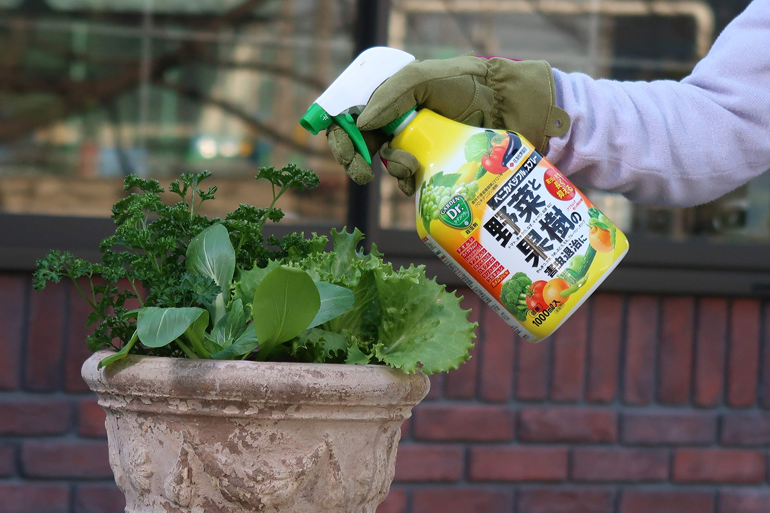 イチジクの品種