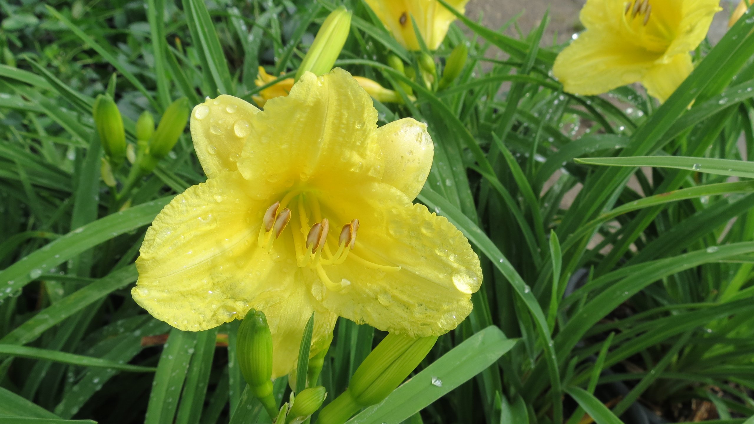 Happy Return Day Lily- 5 Landscape Sized Bare Root Plants
