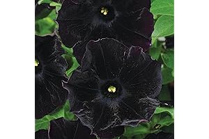 Black Magic Petunia Seeds – Rare Black Flowers, Heat Tolerant, Easy Care,...