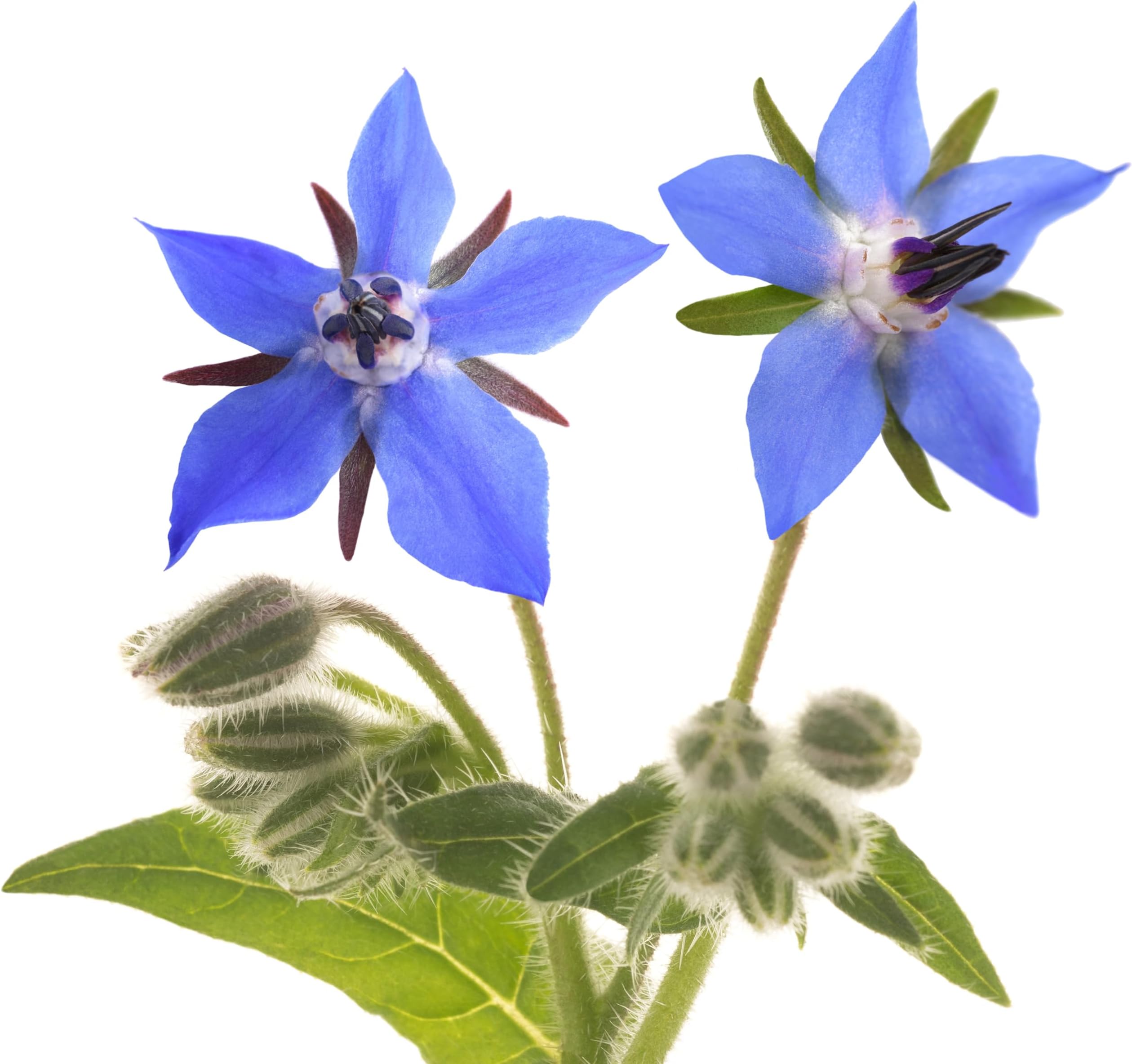 Borage Seeds - Starflower - Heirloom Non-GMO Herb Seeds for Planting an Herb Garden - 100 Seeds - Borago Officinalis - by RDR Seeds