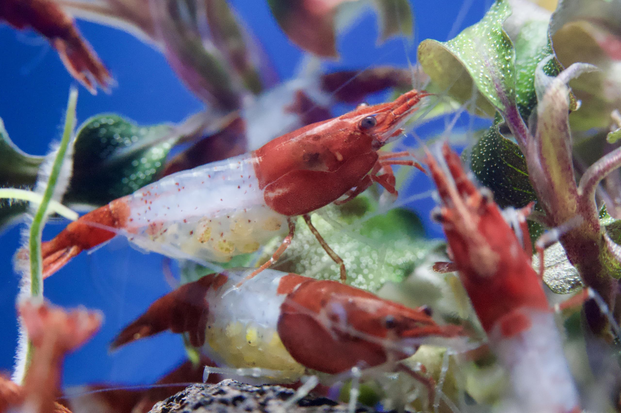 10x Zwerggarnelen Mix (Neocaridina) – Bunte Aquarium Garnelen Set – Lebendtiere für Nano Aquarium – Algenfresser & Anfänger geeignet