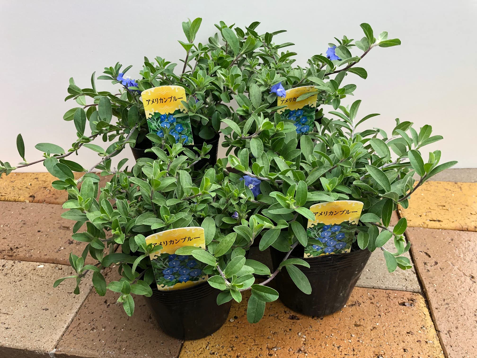 Amazon.co.jp: 秋まで楽しめる花苗【アメリカンブルー 3.5号苗