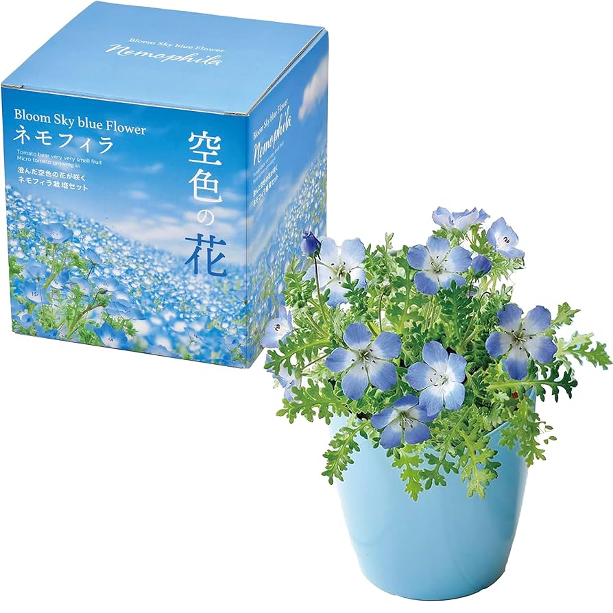 RS　ネモフィラ　種　9種 RS ネモフィラ 種 9種 楽天市場】ネモフィラ 種の通販