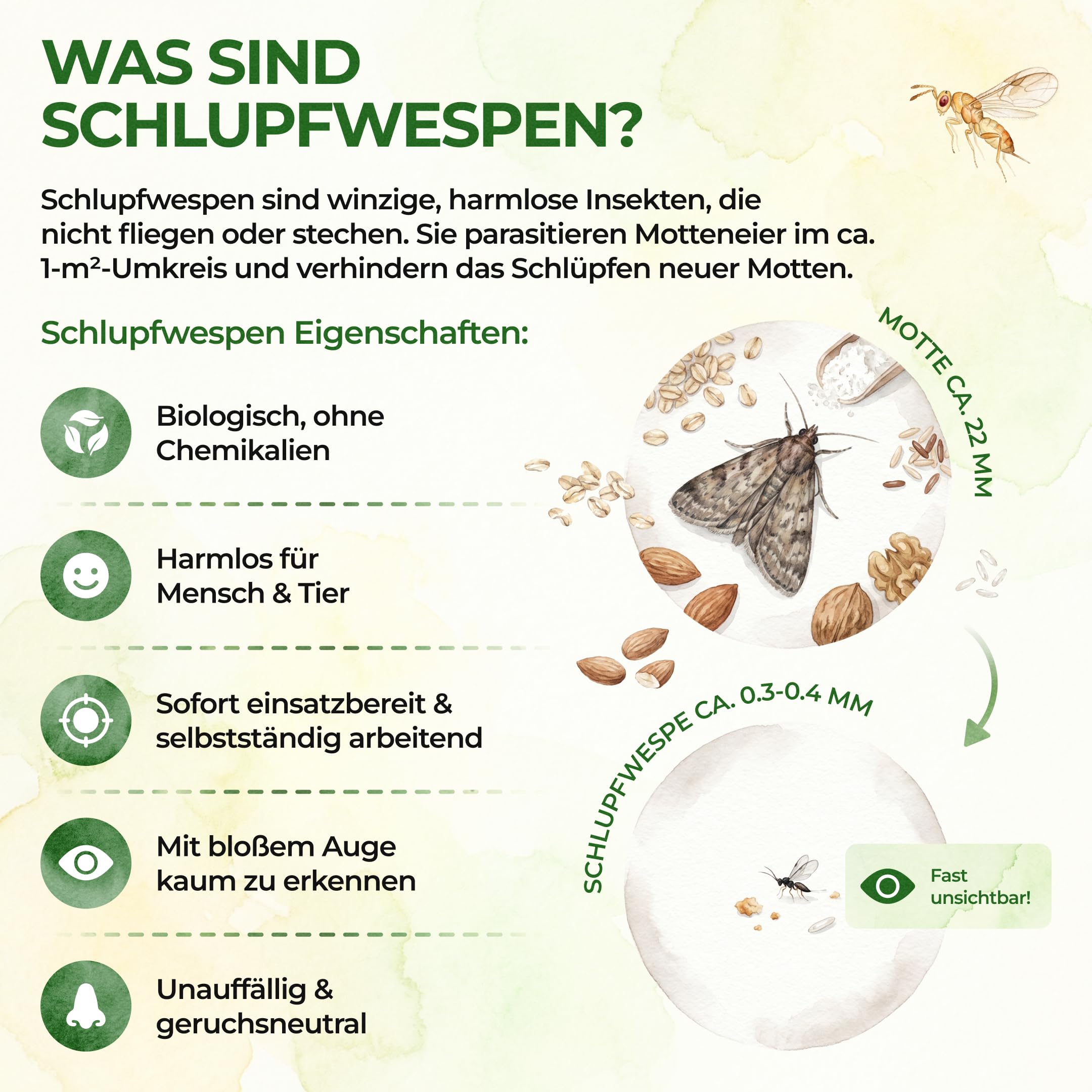 GREEN GUARDIA Schlupfwespen gegen Kleidermotten - 9 Karten à 4 Lieferungen - Effektiv Motten bekämpfen/Bio- und Umweltfreundliche Alternative zu Mottenfalle, Mottenspray, Pheromfalle