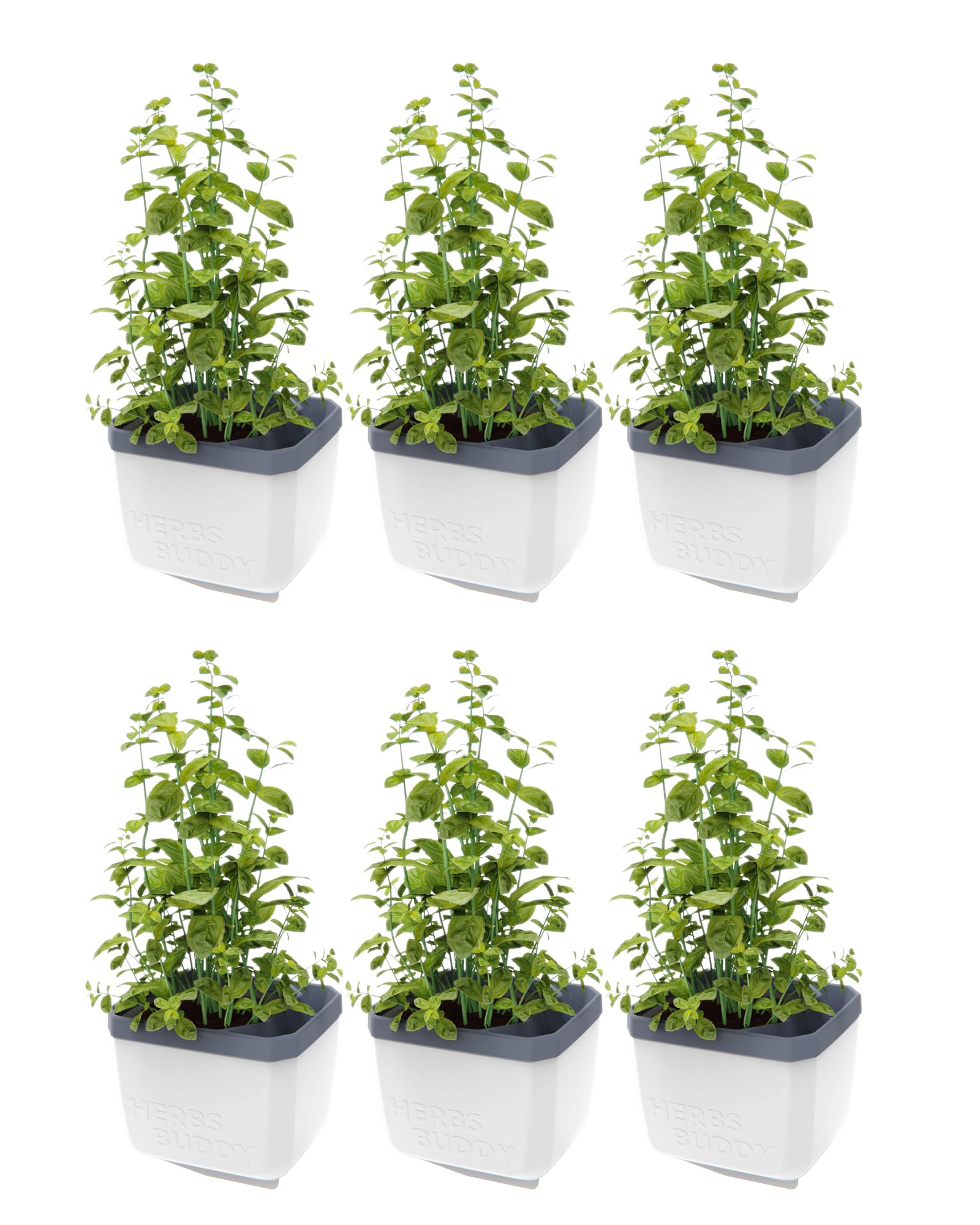 Rackhams White Herbs Buddy Herb Pot With Water Reservoir - 6 Pcs
