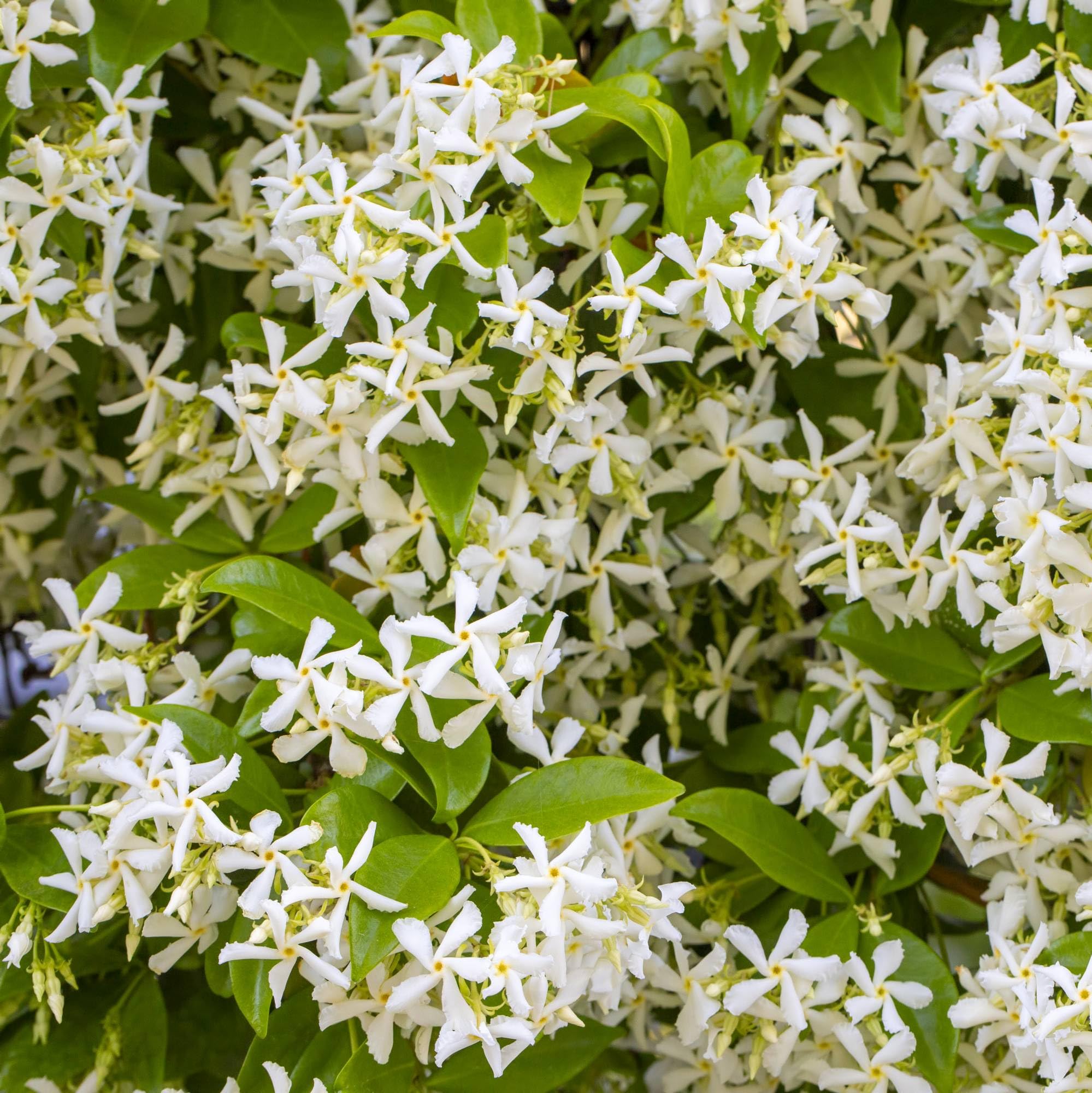 Vivai le Georgiche - Pianta vera di Trachelospermum jasminoides - vaso Ø 18 cm