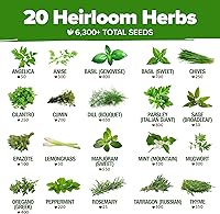 Vista 85 de HOME GROWN Más de 1000 semillas de cilantro para plantar en interiores o exteriores, hierbas tradicionales sin OMG, semillas de plantas de cilantro