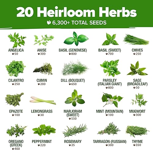 Miniatura 85 de HOME GROWN Más de 1000 semillas de cilantro para plantar en interiores o exteriores, hierbas tradicionales sin OMG, semillas de plantas de cilantro