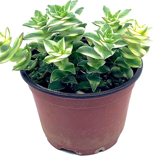 Miniatura 2 de Plantas suculentas vivas de 4 pulgadas en maceta, cadena de botones totalmente enraizados, Crassula Perforata abigarrada, fácil de cultivar en