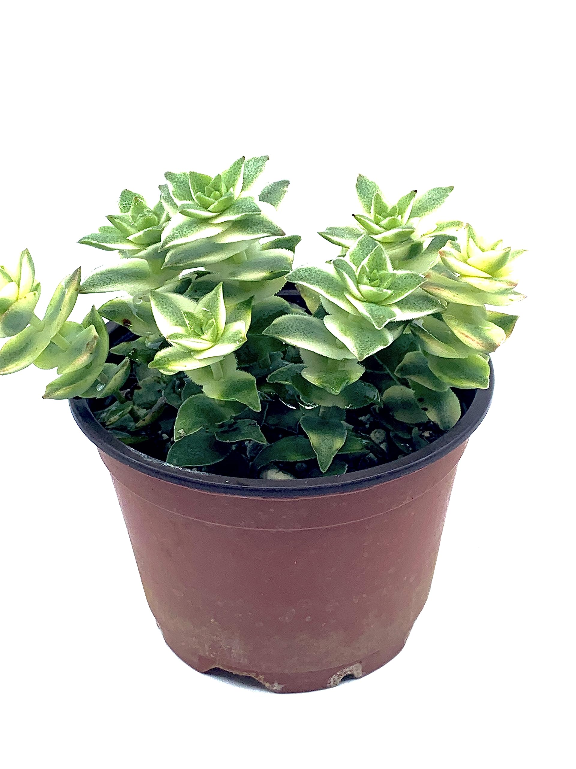 Amazon.com : 4" Live Succulent Potted Plant(s) Fully Rooted - String of  Buttons - Crassula Perforata Variegated - Easy to Grow Indoor/Outdoor :  Patio, Lawn & Garden