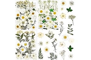 White Pressed Flowers for DIY Projects